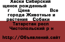 Хаски Сибирский (щенок рожденный 20.03.2017г.) › Цена ­ 25 000 - Все города Животные и растения » Собаки   . Татарстан респ.,Чистопольский р-н